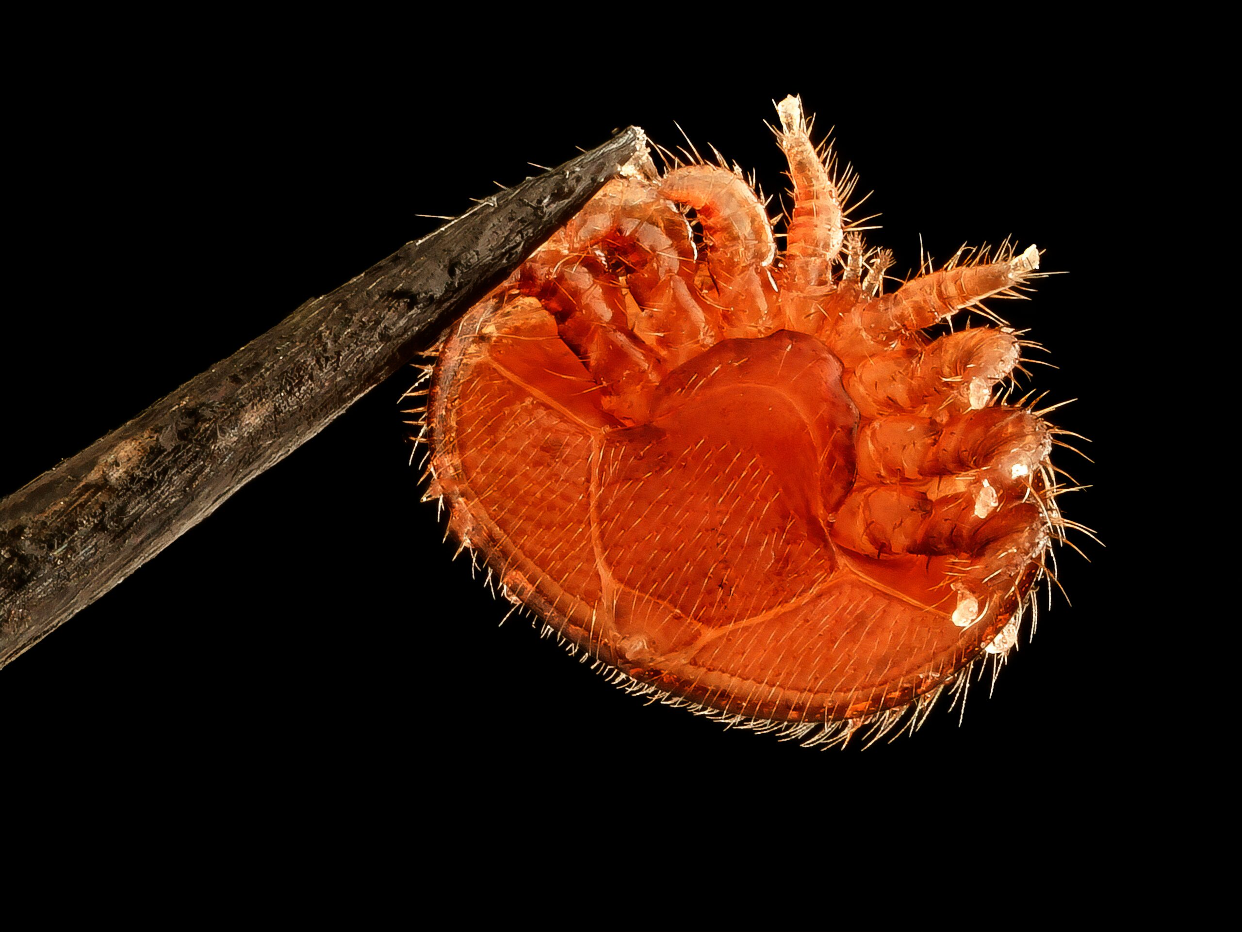 TOP 5 geriausios priemonės nuo blusų namams