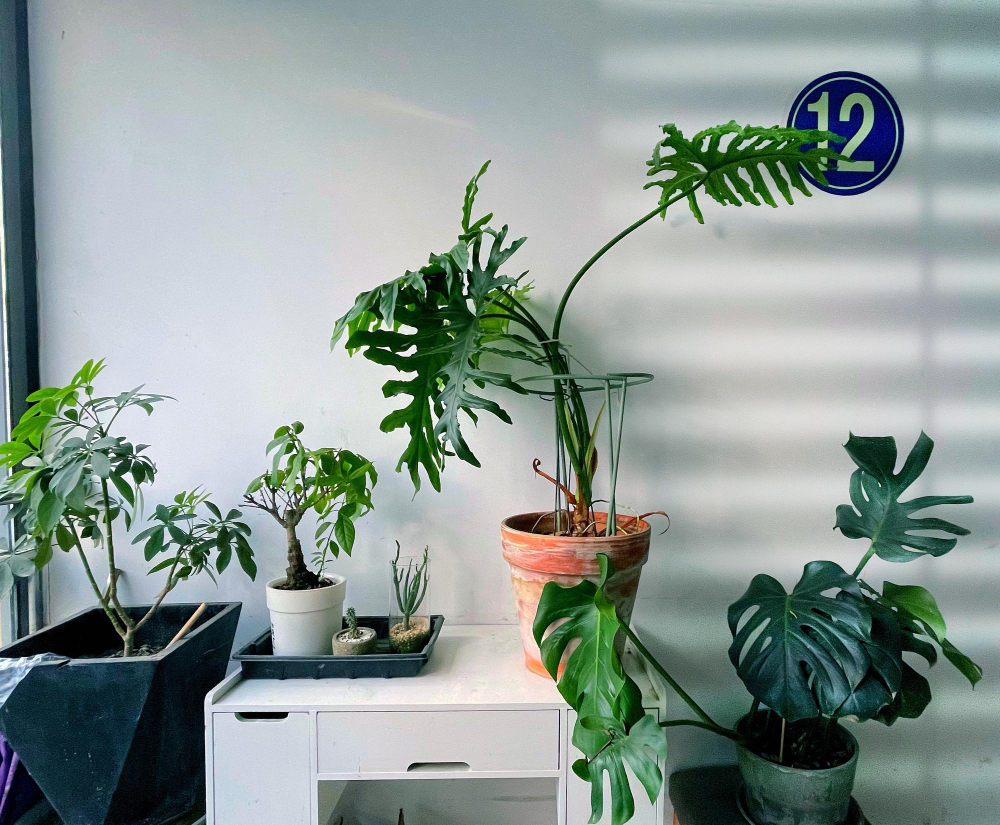 Kodėl vazoniniai augalai svarbūs namų jaukumui