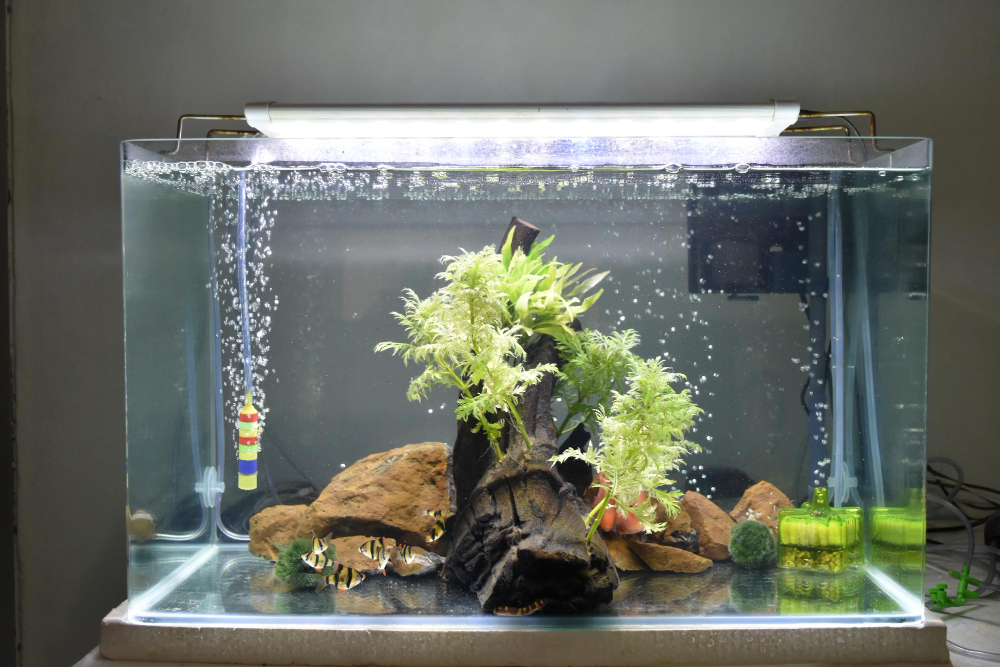 Nuo dekoratyvinio iki funkcinio – akvariumo apšvietimo sprendimai namams