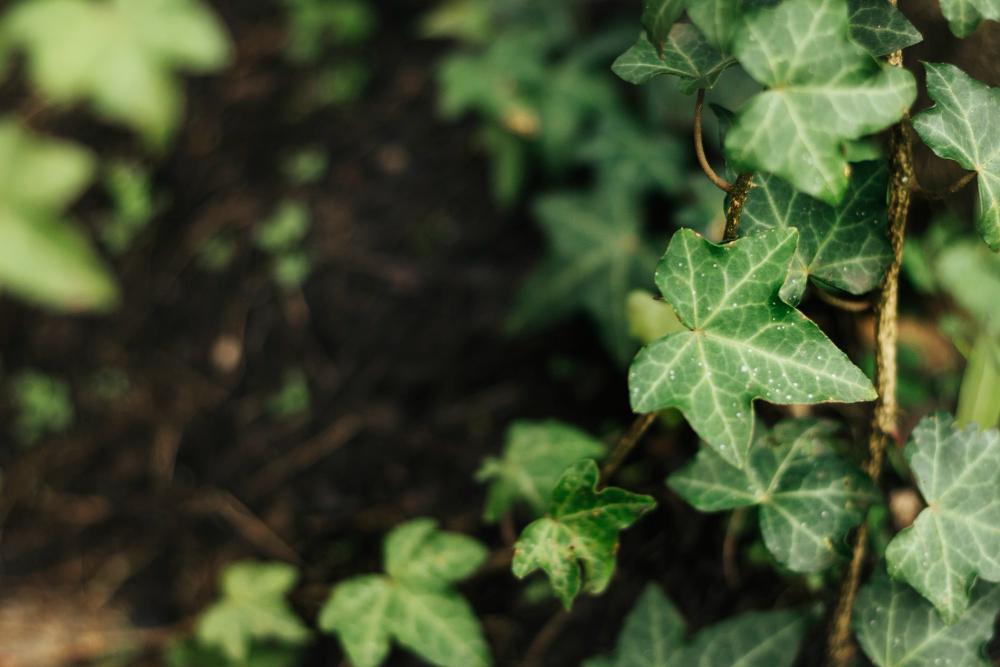 Augalų priežiūra prie terasos