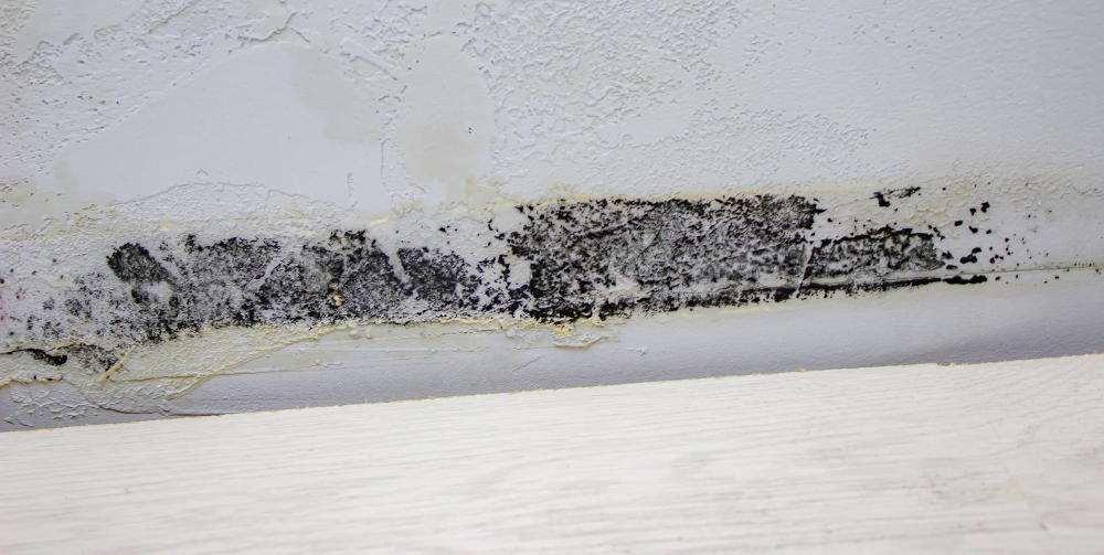 Natūralios priemonės pelėsio naikinimui