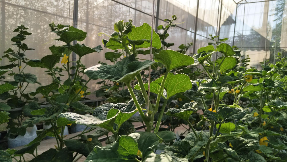 Kokie požymiai rodo, kad augalai perkaista?