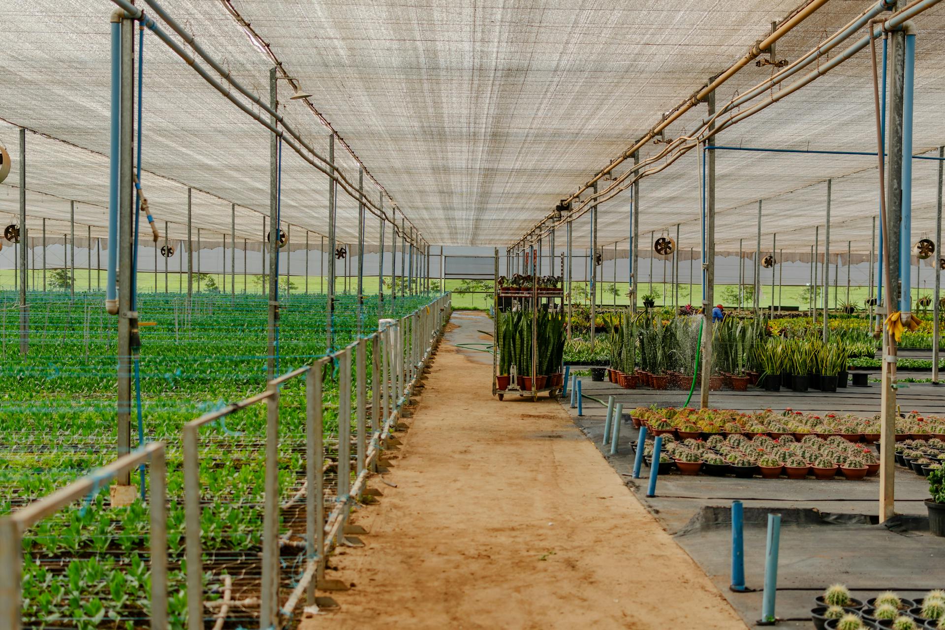 Šiltnamio apsauga nuo saulės: kaip išvengti augalų perkaitimo