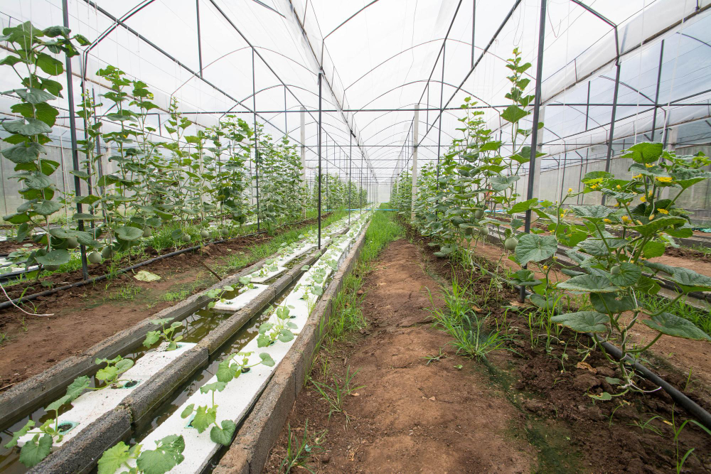 Lysvės: kokį išdėstymą pasirinkti?