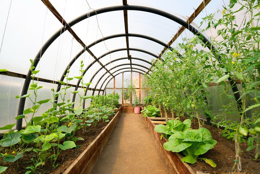 Šiltnamio laikymo ir organizavimo sprendimai